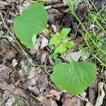 Adenocaulon bicolor Feuille