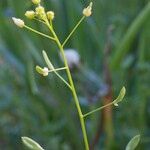 Draba nemorosa Fruit