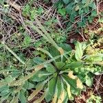 Plantago virginica Blatt