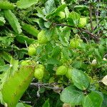 Cardiospermum grandiflorum Fruit