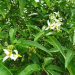 Solanum bahamense 整株植物