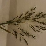 Eragrostis cylindriflora Kukka