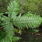 Triplophyllum securidiforme पत्ता