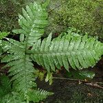 Triplophyllum securidiforme