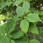 Cornus officinalis Hoja