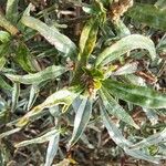 Amaranthus muricatus Leaf