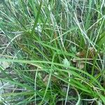 Carex distachya Leaf