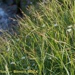 Carex capillaris Vekstform