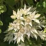 Sedum ternatum Flor