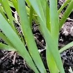 Allium tuberosum Blatt