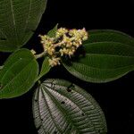 Miconia longicoma Blodyn