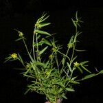 Corchorus hirtus ശീലം