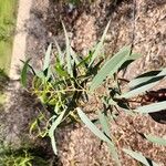 Eucalyptus leucoxylon Blatt