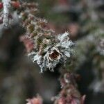 Erica galioides Flor