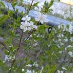 Prunus fruticosa Blomst