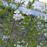 Prunus fruticosa Fleur