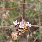 Petrorhagia prolifera Bloem