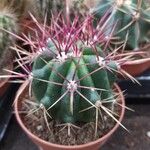 Ferocactus emoryiYaprak