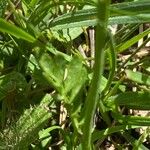 Cardamine crassifolia Leaf