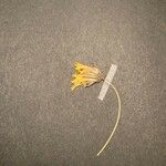 Hieracium porrifolium Flower