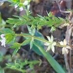 Sherardia arvensis Hábito