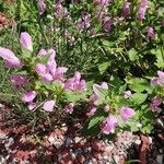 Lamium garganicum Λουλούδι