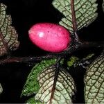 Diospyros brassica Плод