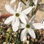 Narcissus obsoletus 花