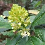 Palicourea luxurians Cvet