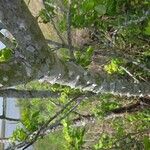 Zanthoxylum clava-herculis Corteza