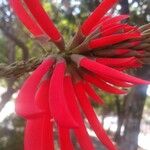 Erythrina speciosa Kwiat