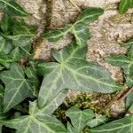 Hedera hibernica Yaprak