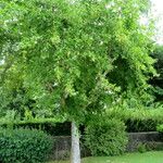 Platanus orientalis Habit