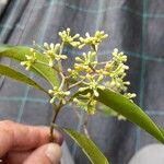 Daphnopsis americana Kvet