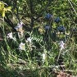 Astragalus exscapus 花