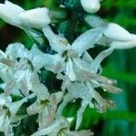 Coutoubea spicata Çiçek