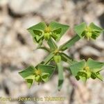 Euphorbia graminifolia Lorea