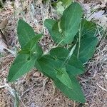 Aristolochia paucinervis Habit