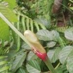 Leea guineensis फूल