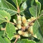 Rhus aromatica Φύλλο