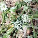 Eryngium nudicaule Blüte