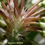 Trifolium michelianum Fruit