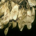 Diplotropis purpurea Fruto
