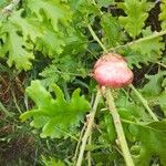 Quercus pubescens Autre
