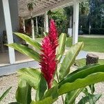 Alpinia purpurata Blüte