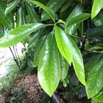 Lithocarpus edulis Leaf