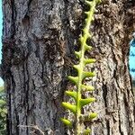 Selenicereus anthonyanus Feuille