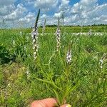 Verbena simplex Žiedas