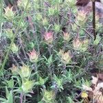 Thymus longiflorus Likasa