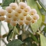 Hoya lacunosa Flower